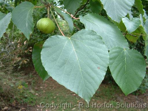 Tung oil (Aleurites fordii) 